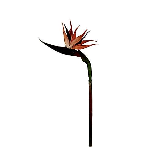 Starliçe Tek Dal (60 CM) Starliçe Tek Dal (60 CM)