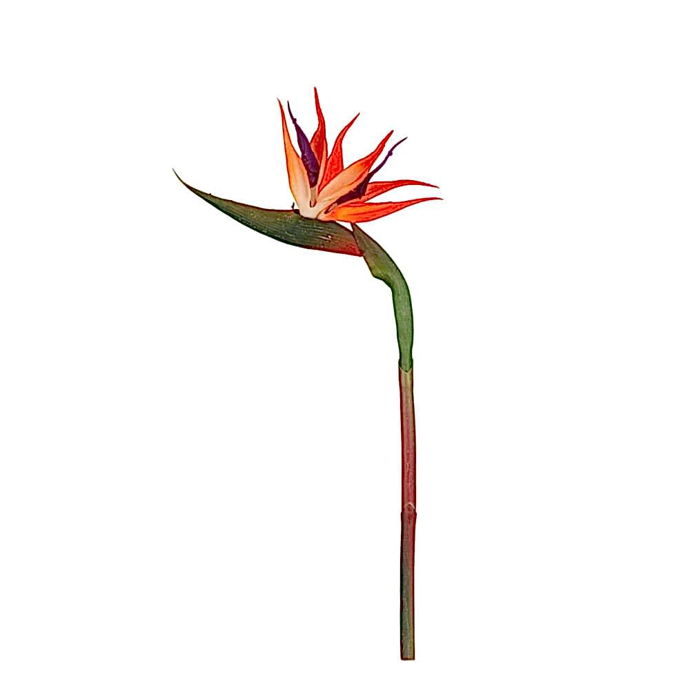 Starliçe Tek Dal (60 CM) Starliçe Tek Dal (60 CM)