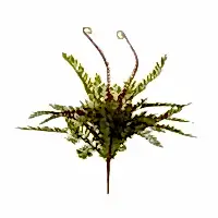 Fiddlehead Bush (40 CM)