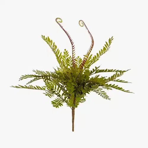 Fiddlehead Bush (40 CM)