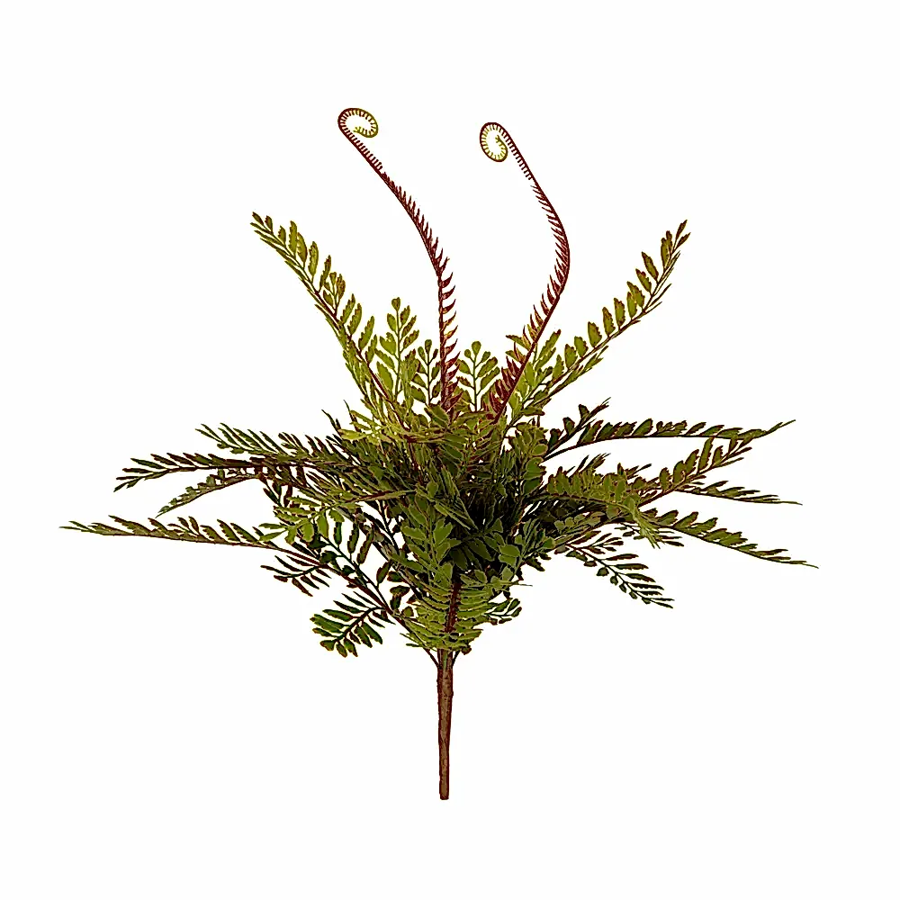 Fiddlehead Bush (40 CM)