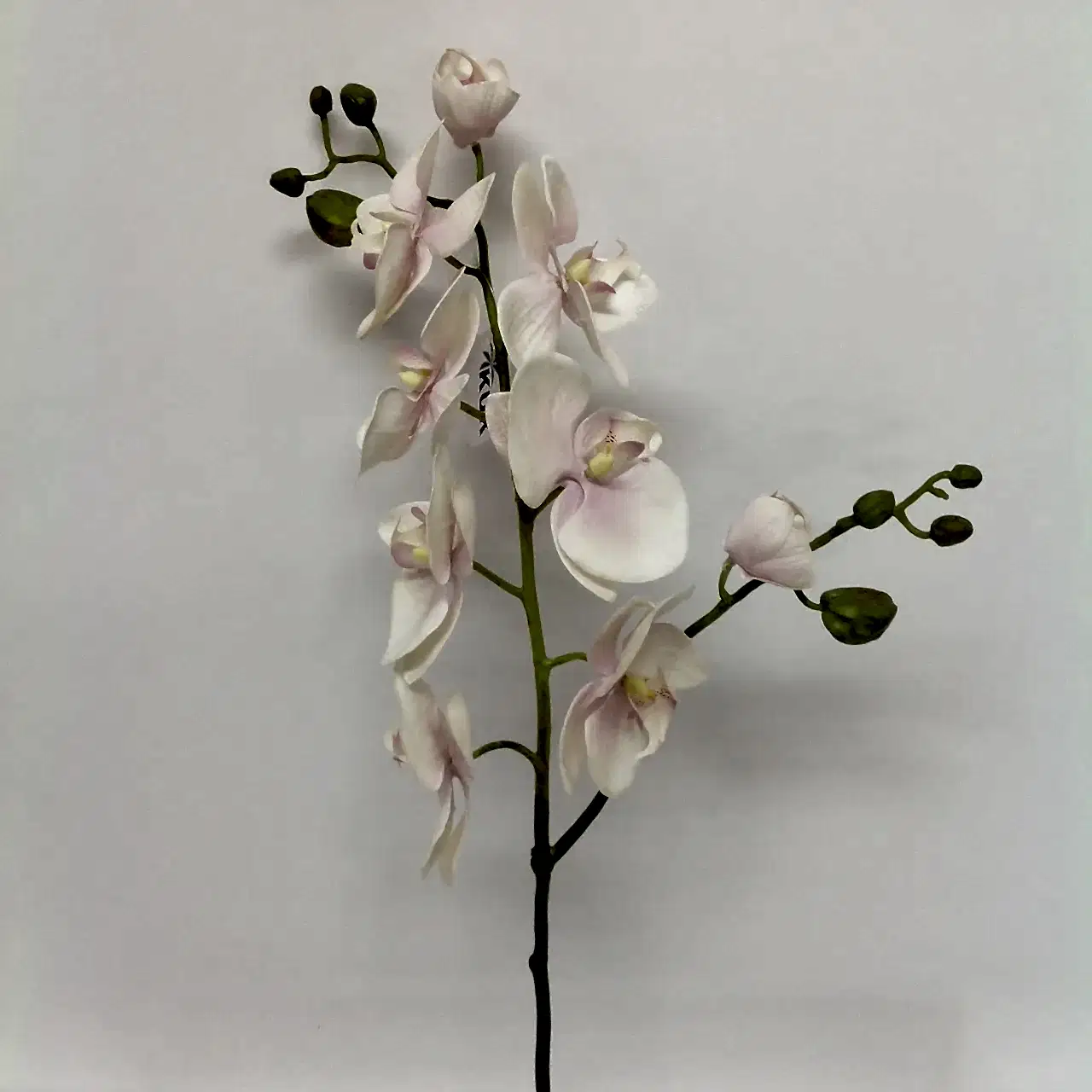 Real Touch Phalaenopsis Orchid White Real Touch Phalaenopsis Orchid White
