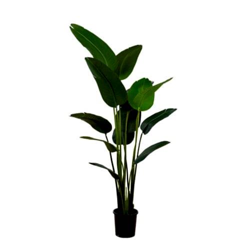 Yapay Starliçe Ağacı - 180 cm Yapay Starliçe Ağacı - 180 cm