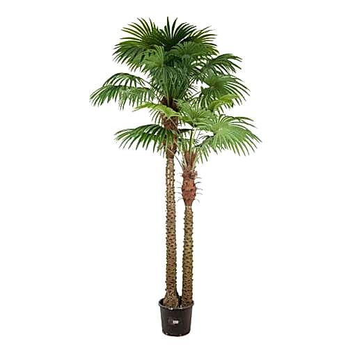 Yapay Palmiye Ağacı (260 CM)