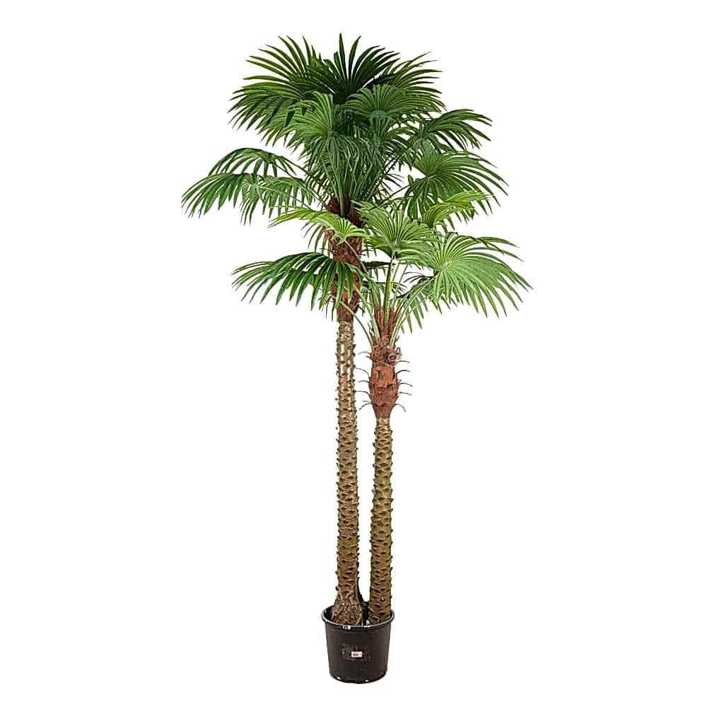 Yapay Palmiye Ağacı (260 CM) Yapay Palmiye Ağacı (260 CM)
