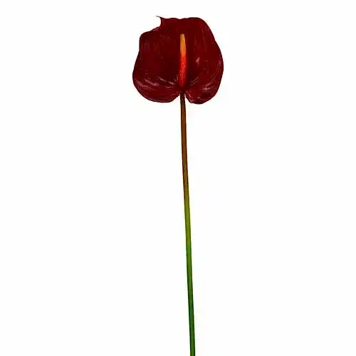 Yapay Islak Dokulu Çiçek Antoryum Tek Dal (76 CM) Antoryum