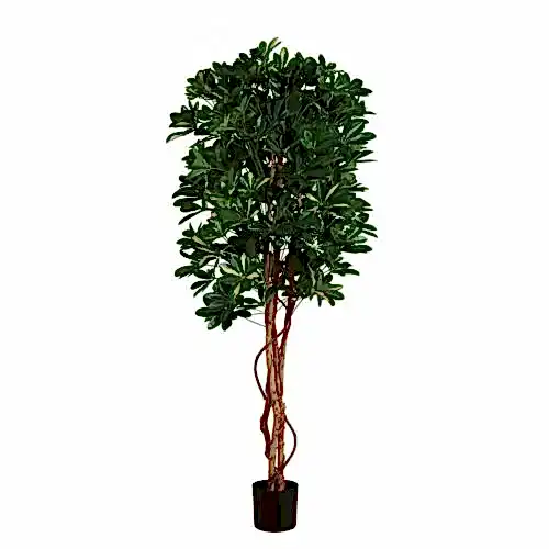 Baby Schefflera Baby Schefflera