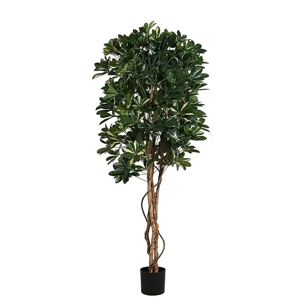 Baby Schefflera