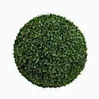 Boxwood Ball Tree