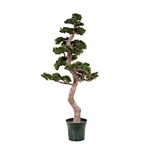 Cedar Bonzai Tree Cedar Bonzai Tree