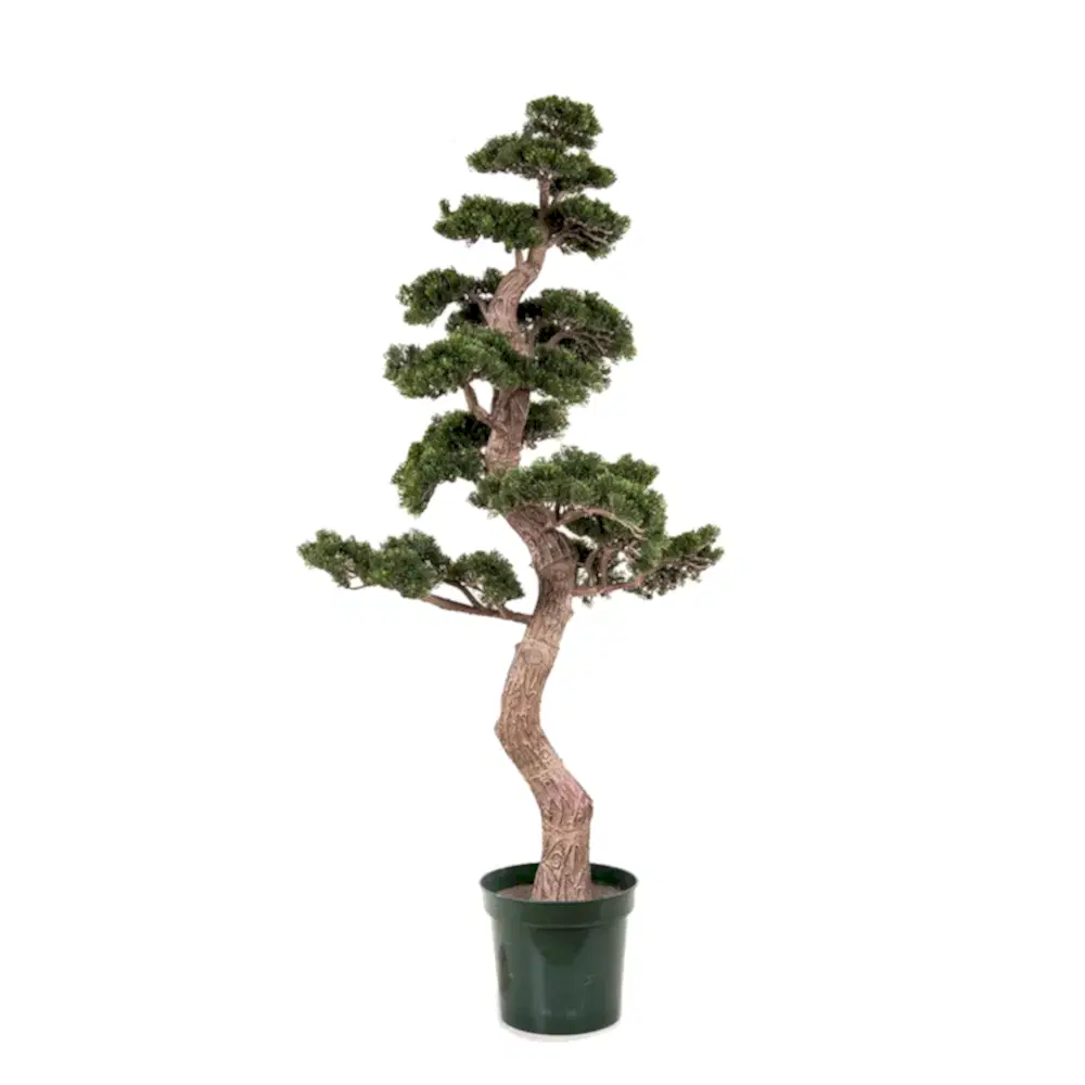Ana Sayfa Bonsai Ağaçları
