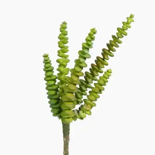 Yapay Echeveria (25 CM) Echeveria