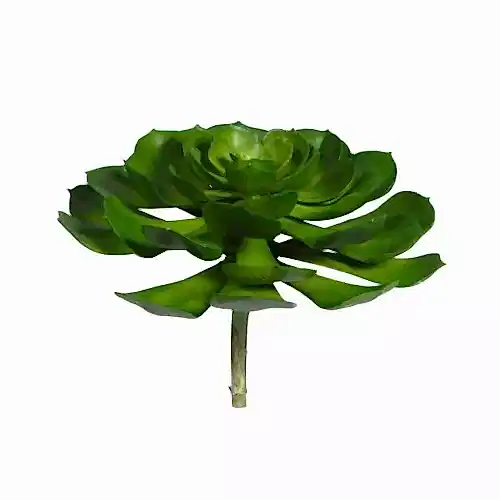Echeveria