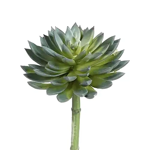 Yapay Echeveria (20 CM) Echeveria