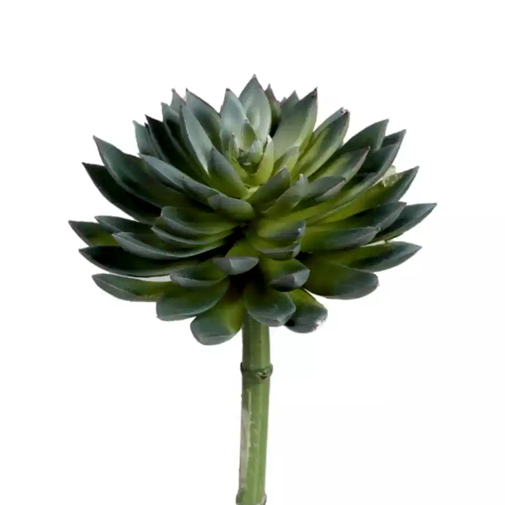 Yapay Echeveria (20 CM) Echeveria