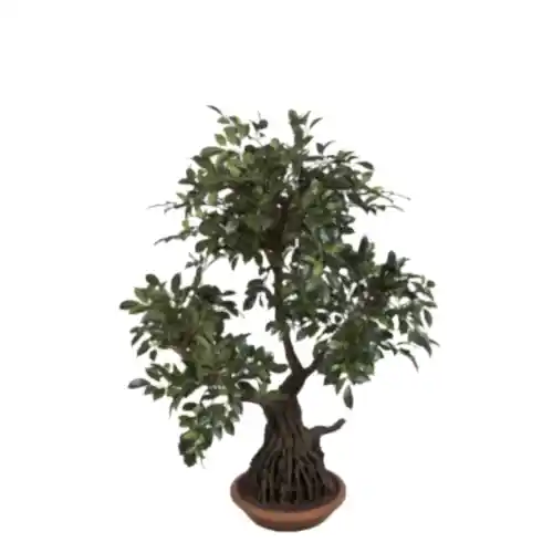 Ficus Foli Bonsai Green