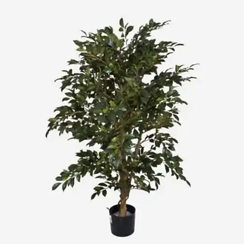 Ficus Folia