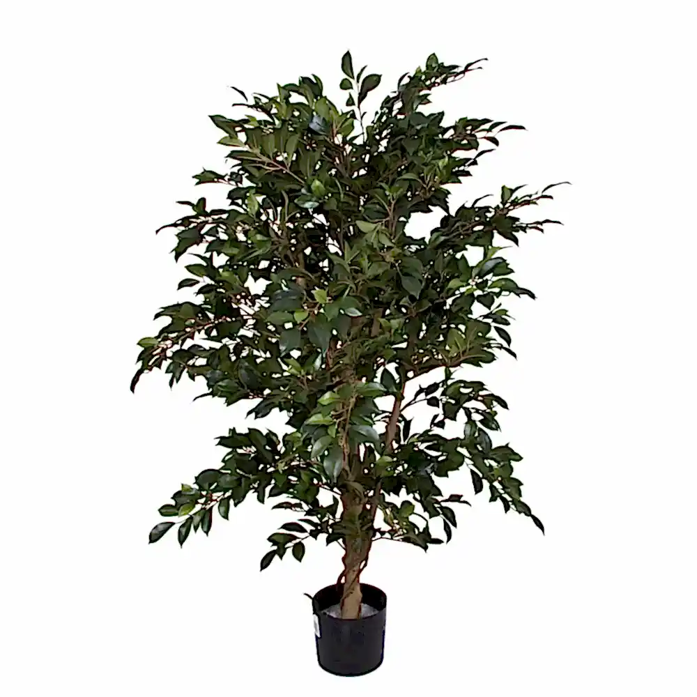 Ficus Folia