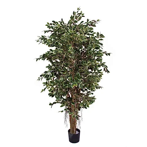 Ficus Retusa Green Cream(Küçük)