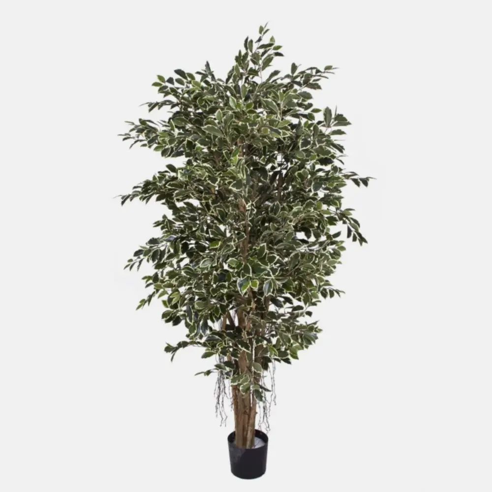 Yapay Ficus Ağacı - Retusa Ficus Retusa Green Cream(Küçük)