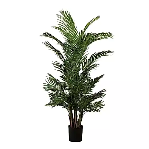 Kentia Palm Tree