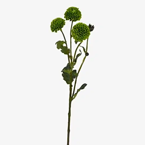 Marigold Green Marigold Green