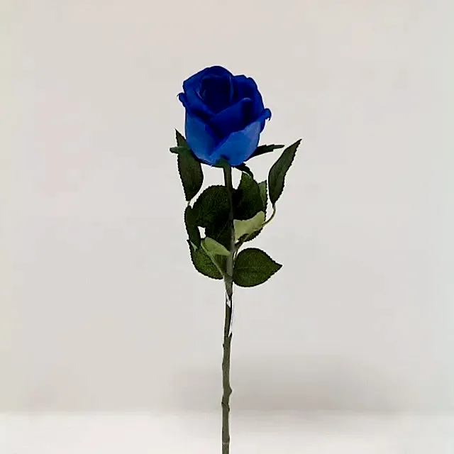 Touch Rose