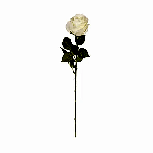 Touch Rose