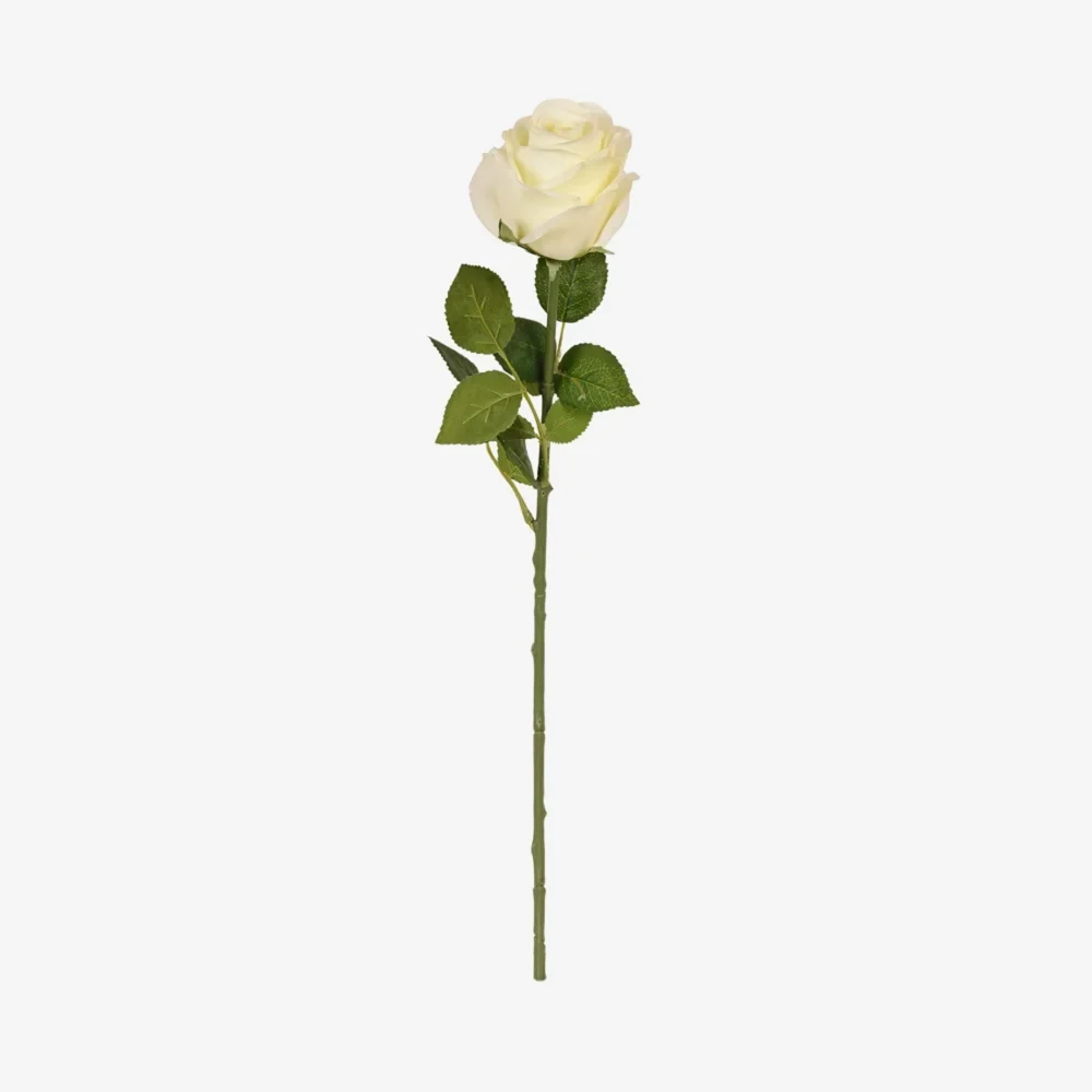 Touch Rose