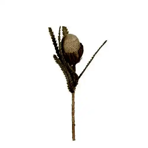 Yapay Protea Bitkisi (56cm)