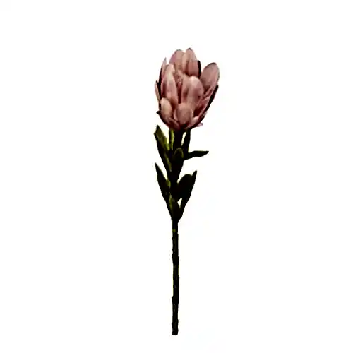 Yapay Protea Çiçeği Tek Dal (56cm) Yapay Protea Çiçeği Tek Dal (56cm)