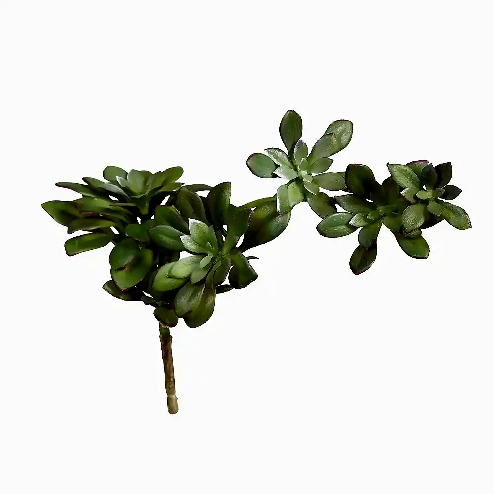 Yapay Echeveria Suculent