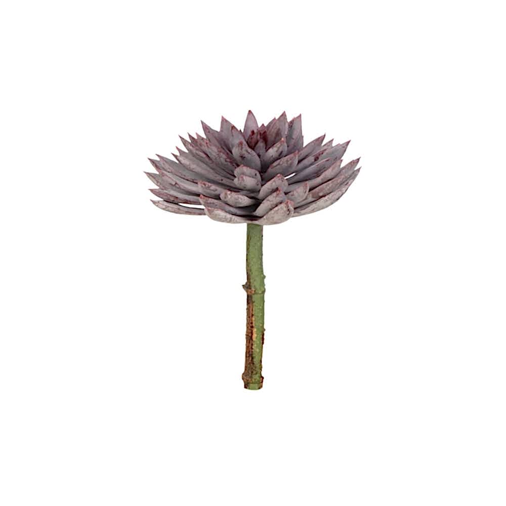 Yapay Echeveria Sukulent (20 CM) Yapay Echeveria Sukulent (20 CM)