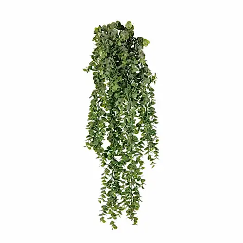 Eucalyptus Spray