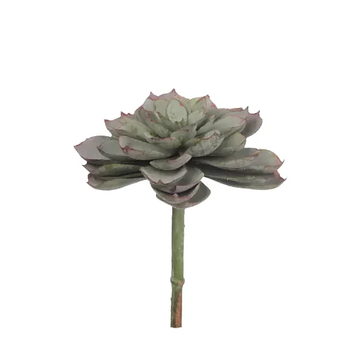 Echeveria Pick Echeveria Pick