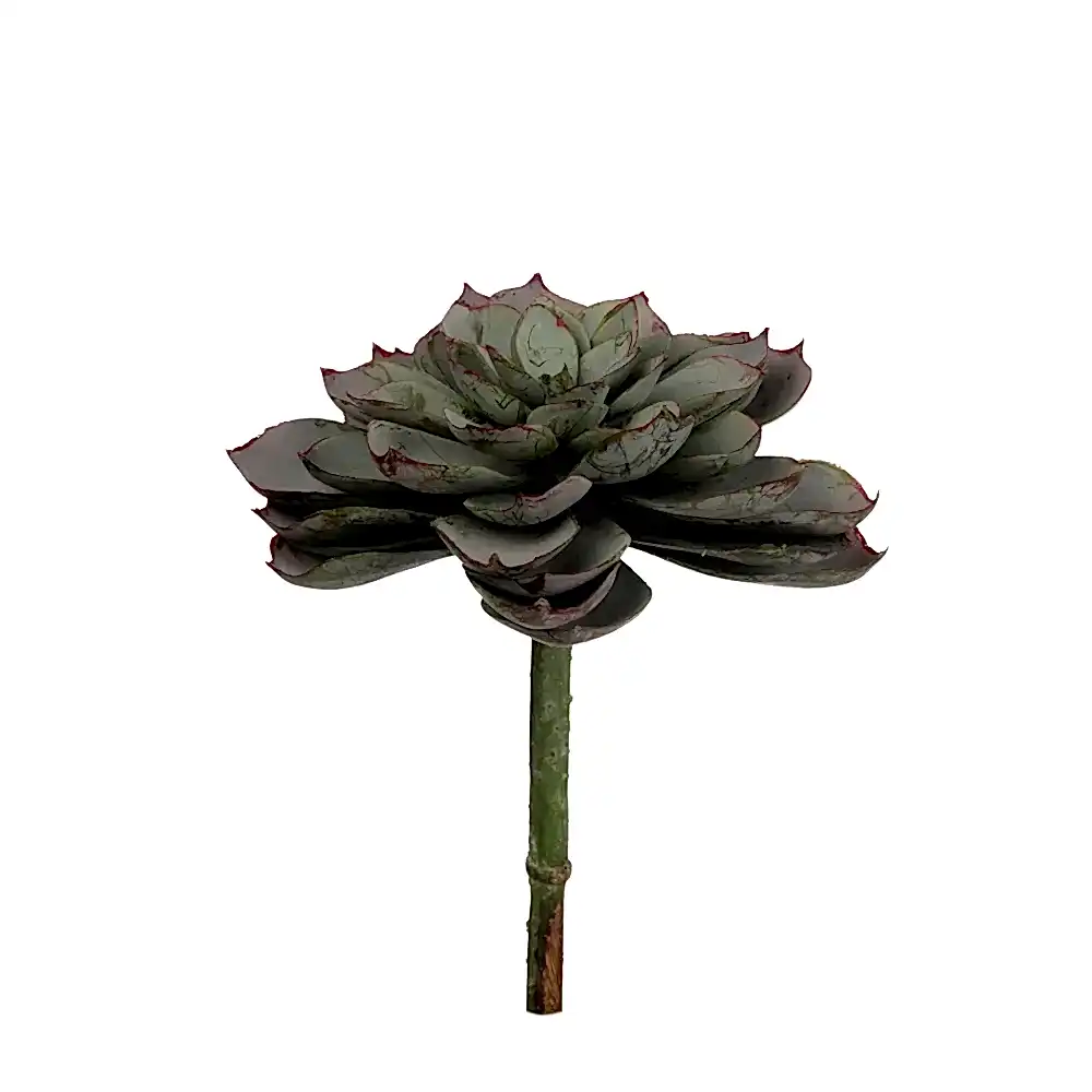 Echeveria Pick Echeveria Pick