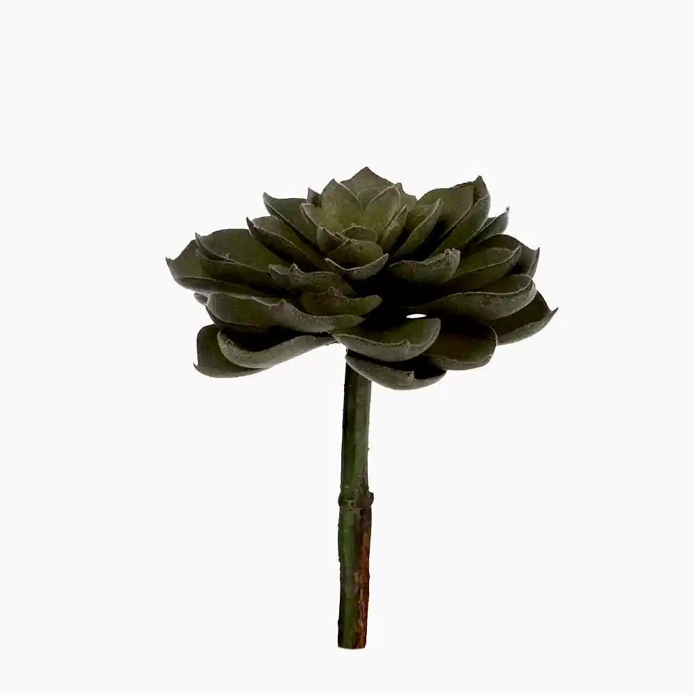Yapay Echeveria Sukulent