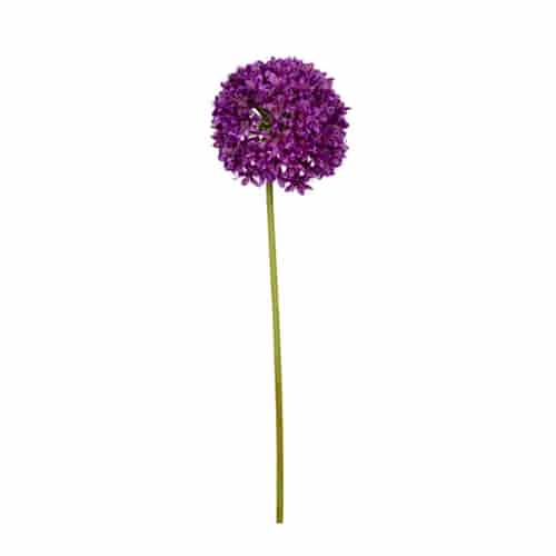 Allium Spray Allium Spray