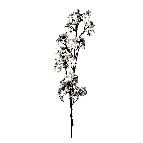 Peach Blossom Spray