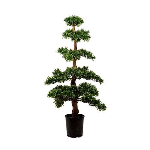 Podocarpus Tree (116cm) Podocarpus Tree (116cm)