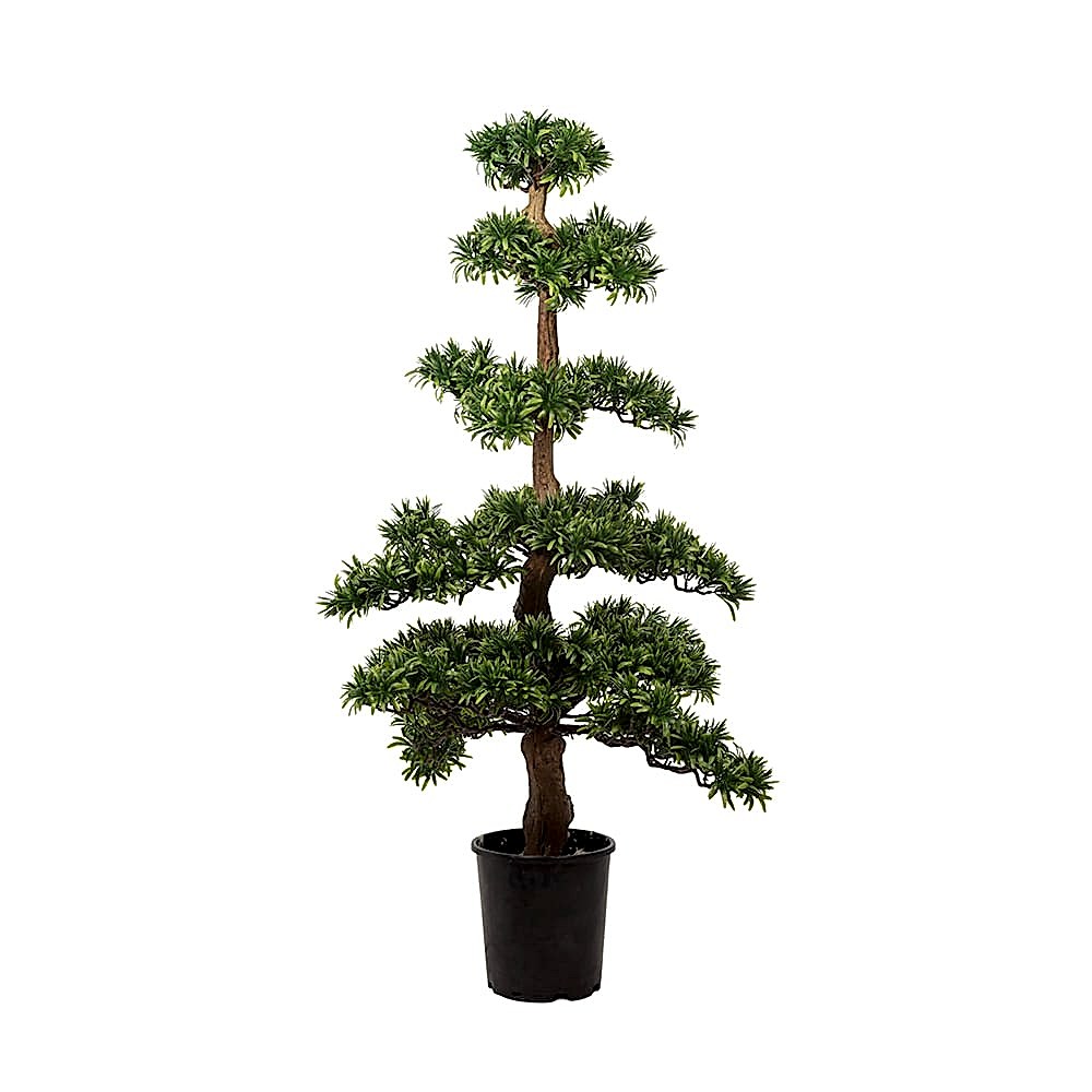 Podocarpus Tree (116cm) Podocarpus Tree (116cm)