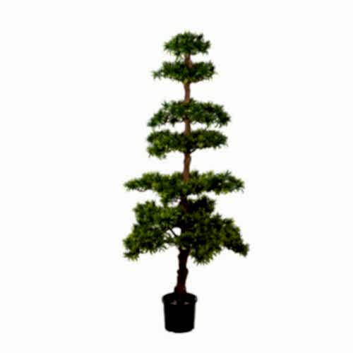 Podocarpus Tree (142cm) Podocarpus Tree (142cm)