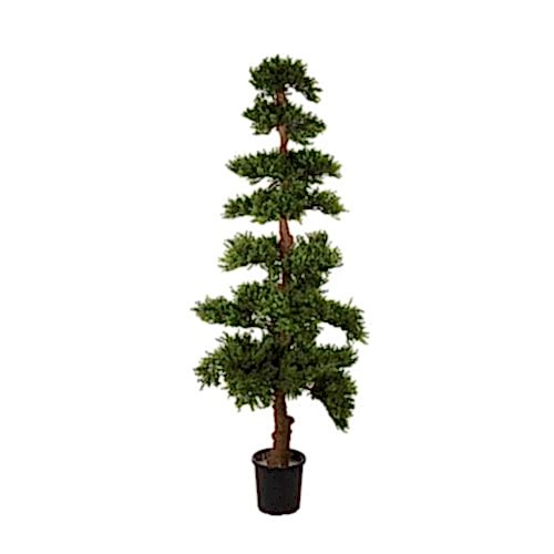 Boxwood Tree (178cm) Boxwood Tree (178cm)
