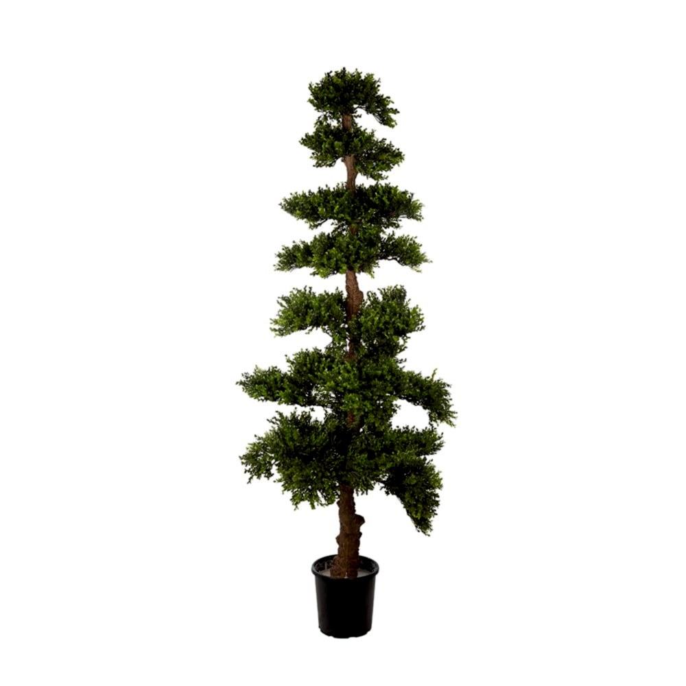 Boxwood Tree (178cm) Boxwood Tree (178cm)