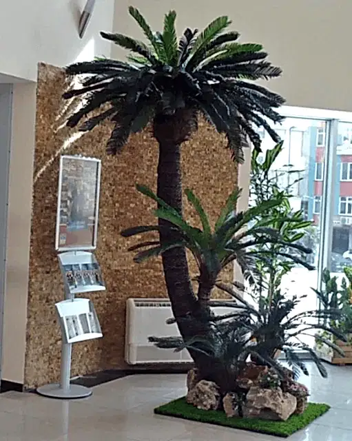 Arecaceae