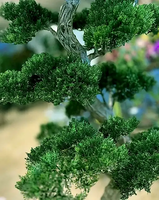 bodur-bonsai-agaci