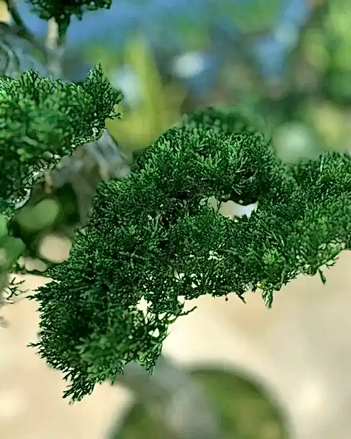 bonsai-agaci