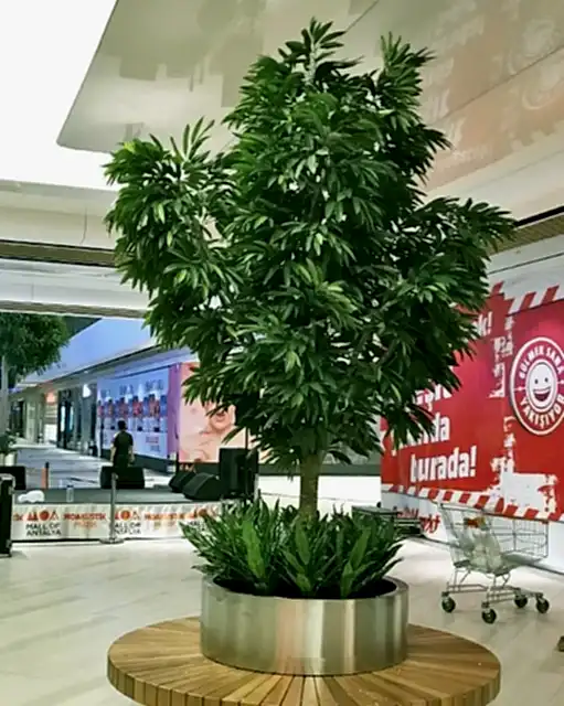 Geniş Yapraklı Ağaçlar