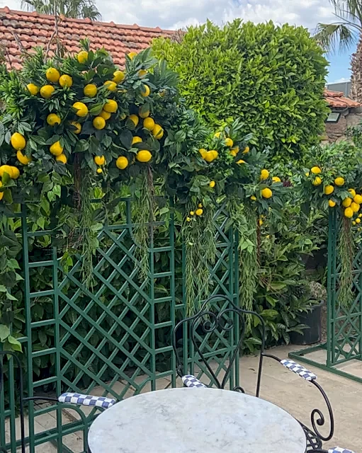 yapay limon ağacı