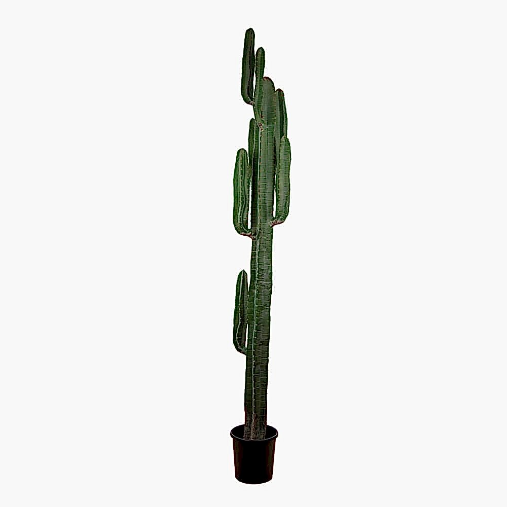 Arizona Sütun Kaktüs Arizona Sütun Kaktüs